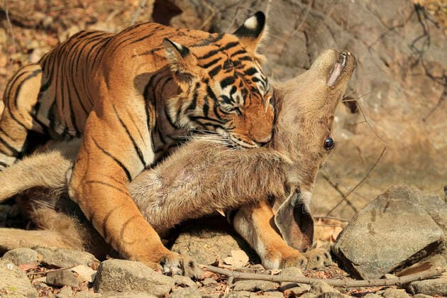 Bengal tiger (Panthera tigris tigris) female Noor T19 killing Sambar deer (Rusa unicolor) by strangulation. Ranthambhore, India. Sequence 14 of 18.  1540568 AndyxRouse