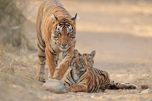 Bengal tiger (Panthera tigris tigris) mother with cubs, age 4 months, Ranthambhore, Rajhasthan, India.  1540602 AndyxRouse