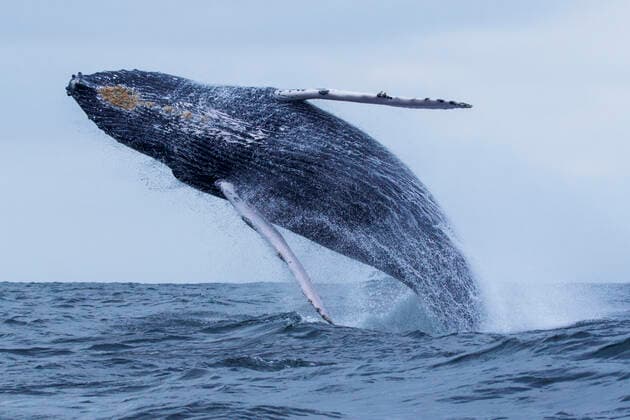 Humpback Whale (Megaptera novaeangliae) breaching, Machalilla National Park, Manabi, Ecuador.  1541856 LucasxBustamante