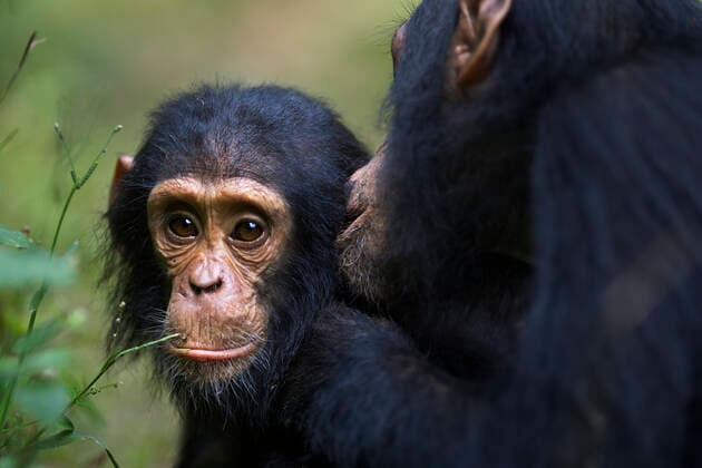 Unsere Erde: Natur, Tiere, Artenschutz, Seltene Tierarten Eastern chimpanzee (Pan troglodytes schweinfurtheii) Gimli aged 8 years grooming his infant brother, Gizmo aged 3 years. Gombe National Park, Tanzania. May.  1542173 FionaxRogers