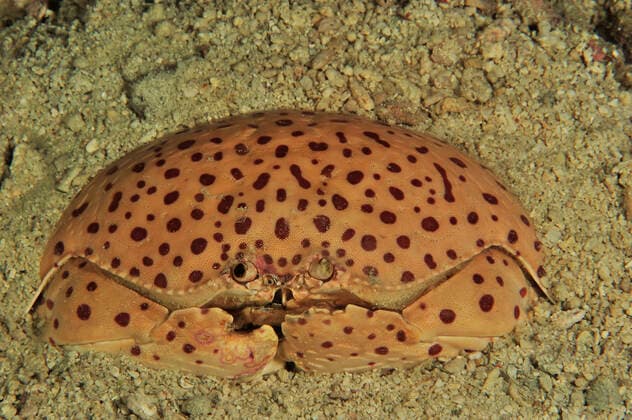 Smooth Red-spotted box crab (Calappa calappa) Sulu Sea, Philippines  1542440 PascalxKobeh