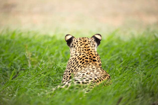 Leopard (Panthera pardus) lying down, rear view, Kgalagadi Transfrontier Park, Northern Cape Province, South Africa, February.  1543344 RichardxDuxToit