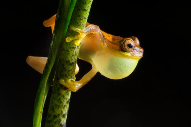 Hourglass treefrog (Dendropsophus ebraccatus) male with inflated vocal sac calling at night, Central Caribbean foothills, Costa Rica  1543501 AlexxHyde