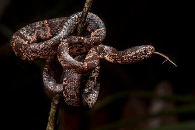 Cloudy Snail-eater Clouded snake (Sibon nebulatus) Osa Peninsula, Costa Rica.  1543632 AlexxHyde