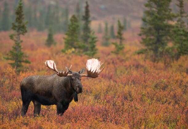 Moose bull (Alces alces) walking in forest clearing, Denali National Park, Alaska, USA, September  1545685 DannyxGreen
