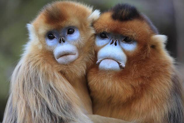 Golden monkey (Rhinopithecus roxellana) adult male and female hugging, Qinling Mountains, China.  1547198 CyrilxRuoso