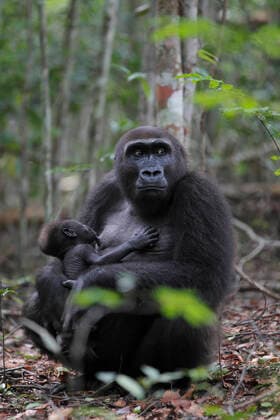 Western lowland gorilla (Gorilla gorilla gorilla) reintroduced female suckling her young infant, born in the wild. Reintroduction project, PPG, managed by Aspinall Foundation, Bateke Plateau National Park, Gabon, June 201  1547418 CyrilxRuoso