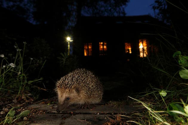 IMAGO Creative: Jahreszeit Herbst, Igel beziehen Winterquartier European hedgehog (Erinaceaus europaeus) juvenile in garden at night with house behind, France, May.  1547514 CyrilxRuoso