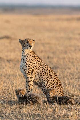 Cheetah (Acinonyx jubatus), female and cubs age 8 weeks, Masai Mara Game Reserve, Kenya  1548115 Denis-Huot