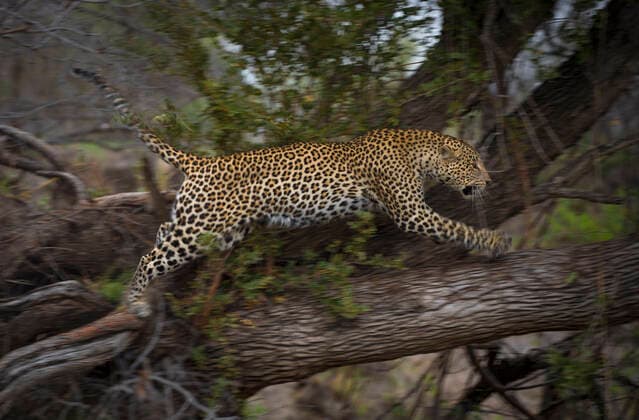 Leopard (Panthera pardus) female jumps into a tree after attacking a Spotted hyena (Crocuta crocuta) that had ventured too close to her tree that had a kill in it and her young cub, Greater Kruger National Park, South Africa.  1548805 WimxvanxdenxHeever