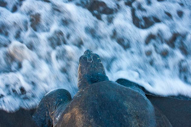 Female Olive Ridley turtle (Lepidochelys olivacea) returning to the sea after nesting, Nancite Beach, Santa Rosa National Park, Costa Rica.  1551057 HuwxCordey