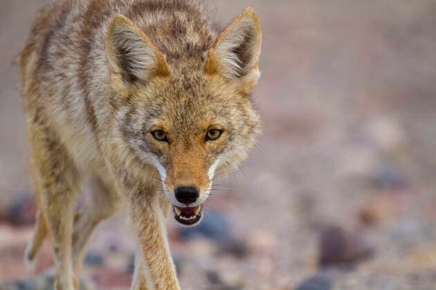 Coyote (Canis latrans), Death Valley, California. May.  1551058 HuwxCordey