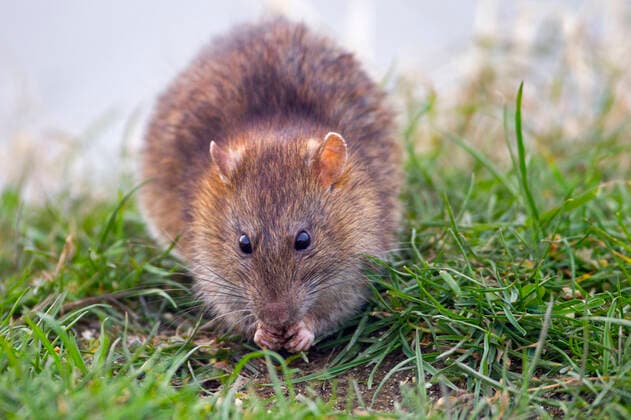 Brown rat (Rattus norvegicus) feeding in arable field , Norfolk, England, UK, April.  1551724 ErniexJanes