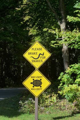 Bitte für Schlangen und Schildkröten bremsen: Hinweisschild an der Zufahrtsstraße zum Charleston Lake Provincial Park, einem Naturpark im kanadischen Ontario in der Nähe von Kingston und Gananoque.