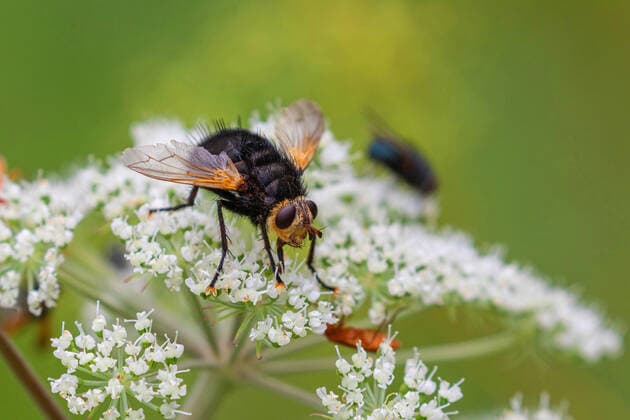 Grosse Raupenfliege (Tachina grossa), trinkt Nektar auf Bluetendolde, Deutschland, Bayern Giant Tachinid fly (Tachina grossa), sucks nectar from an umbellifer, Germany, Bavaria BLWS547590 Copyright: xblickwinkel A.xHartlx