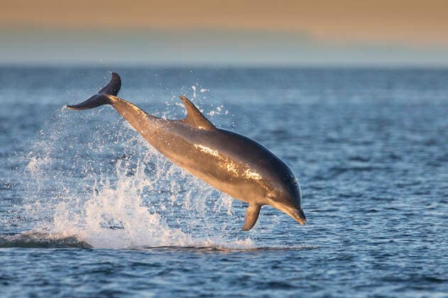 Bottlenose dolphin (Tursiops truncatus) breaching, Moray Firth, Scotland, UK, July.  1552582 SCOTLAND:xThexBigxPicture