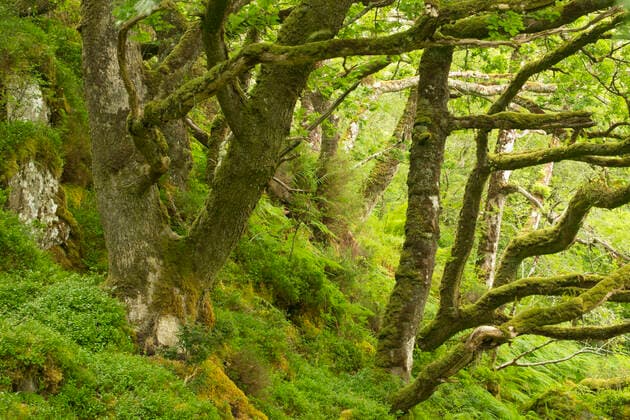 Moss covered Sessile oaks (Quercus petraea) and ferns in Atlantic oakwood, Taynish National Nature Reserve, Argyll, Scotland, UK, June.  1553349 SCOTLAND:xThexBigxPicture