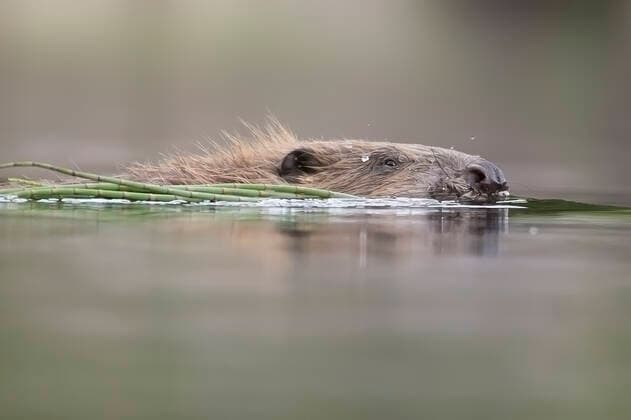 Eurasian beaver (Castor fiber) swimming across forest lochan with horsetail (Equisetum sp) in mouth, Knapdale Forest, Argyll, Scotland, UK, June.  1553359 SCOTLAND:xThexBigxPicture