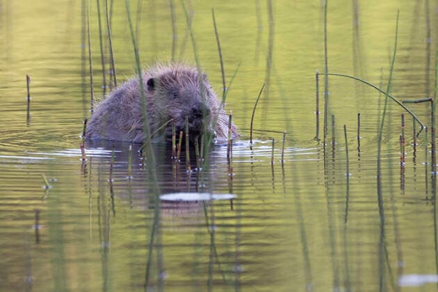 Eurasian beaver (Castor fiber) feeding on horsetail, Knapdale Forest, Argyll, Scotland, UK, June.  1553360 SCOTLAND:xThexBigxPicture
