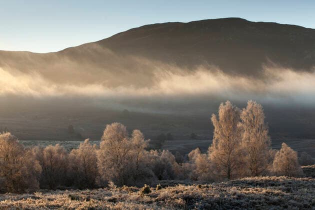 Silver Birch trees (Betula pendula) on frosty morning, Cairngorms National Park, Scotland, UK, November 2011.  1553664 SCOTLAND:xThexBigxPicture