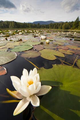 White Water Lily (Nymphaea alba) in flower, Cairngorms National Park, Scotland, UK,  1553670 SCOTLAND:xThexBigxPicture