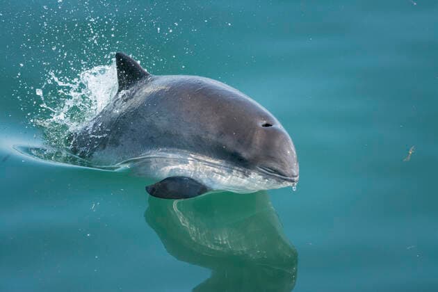 Harbour porpoise, (Phocoena phocoena) porpoising, Bay of Fundy, New Brunswick, Canada, August  1554229 NickxHawkins