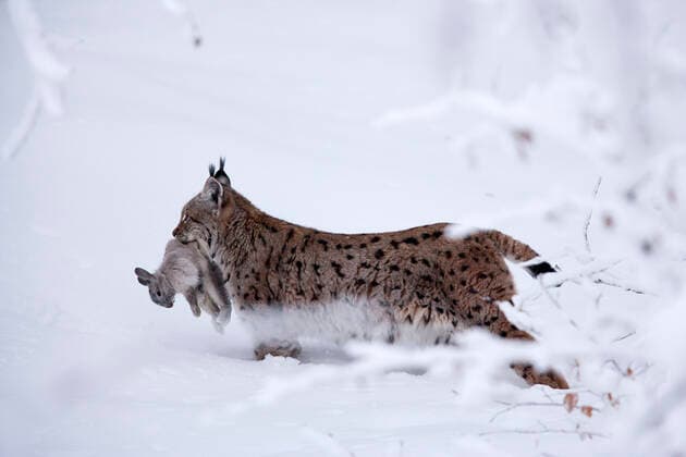 Lynx (Lynx Lynx), with prey, Bavarian Forest National Park, Germany, January. Captive.  1554373 FrancoxBanfi