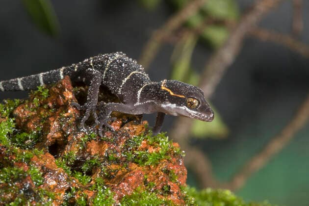Deccan ground gecko (Cyrtodactylus albofasciatus) on forest floor. Amboli, Maharashtra, India. Endemic to Western Ghats.  1554765 YashpalxRathore
