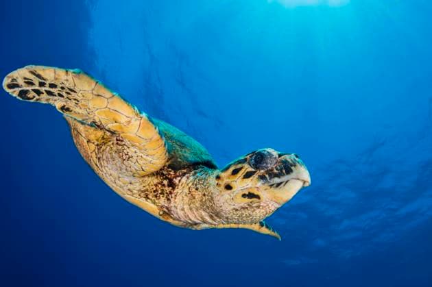 Hawksbill sea turtle (Eretmochelys imbricata) descends through blue water. Abu Nuhas, Egypt. Strait of Gubal, Gulf of Suez, Red Sea. All uses in connection with the luxury fashion industry worldwide from 17 March 2023 to 31 May 2025 must be cleared in advance and approved by Nature Picture Library!  1555435 AlexxMustard