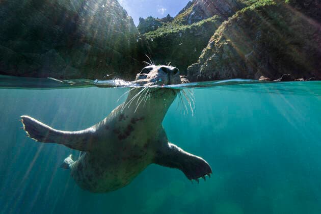 Grey seal (Haichaoerus grypus) split level of young seal investigating the camera with its nose and whiskers, close to shore. Lundy Island, Devon, UK, Bristol Channel, August All uses in connection with the luxury fashion industry worldwide from 17 March 2023 to 31 May 2025 must be cleared in advance and approved by Nature Picture Library!  1555472 AlexxMustard