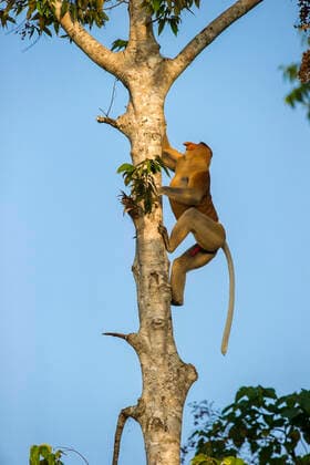 Proboscis monkey (Nasalis larvatus) climbing riverside tree. Kinabatangan River, Sabah, Borneo.  1555712 NickxGarbutt