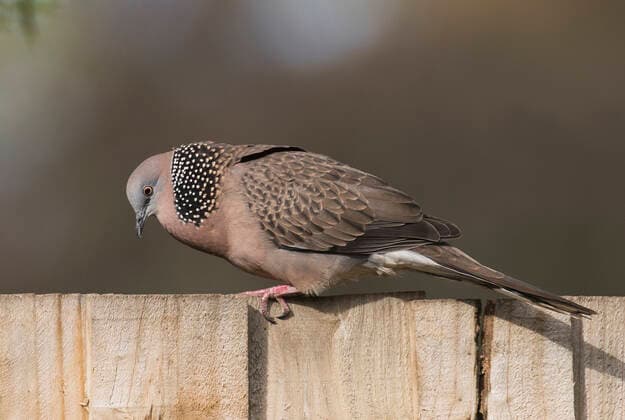 Spotted turtle-dove (Streptopelia chinensis) male in full courtship display on a garden fence. Werribee, Victoria, Australia  1556184 RogerxPowell