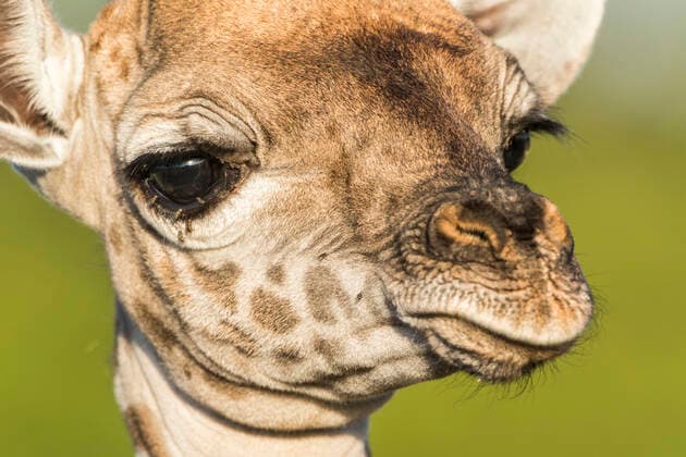 Close up of Masai giraffe (Giraffa camelopardalis tippelskirchi) calf, Masai Mara Game Reserve, Kenya.  1556324 Denis-Huot