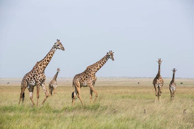 Masai giraffe (Giraffa camelopardalis tippelskirchi) herd of male and females and mongooses (Herpestidae) standing alert in the grass, Masai Mara Game Reserve, Kenya.  1556333 Denis-Huot