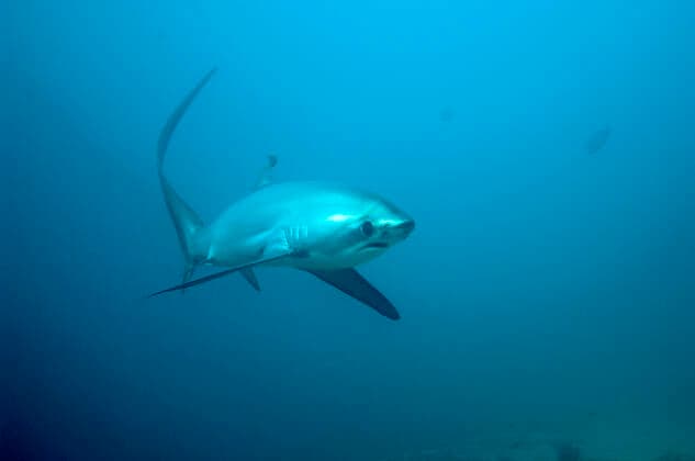 Thresher shark (Alopias pelagicus) swimming over seabed to be cleaned by cleaner wrasses, Cebu, Malaspascua, Philippines, September  1557305 GeorgettexDouwma