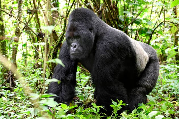Mountain gorilla silverback (Gorilla beringei beringei) walking through vegetation in the Virunga National Park. Democratic Republic of Congo, Africa  1557477 EricxBaccega