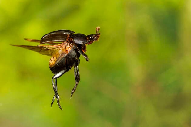 Dung beetle (Canthon vigilans), Tuscaloosa County, Alabama, USA Controlled conditions. July  1557580 JohnxAbbott