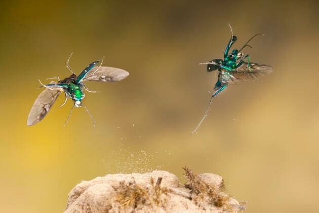 Tiger beetle (Cicindela sexguttata) flying image, Bastrop County, Texas, USA. Controlled conditions. March  1557771 JohnxAbbott