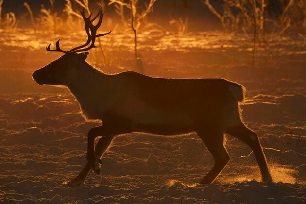 Reindeer (Rangifer tarandus) in atmospheric light, herding in the Saarivuoma Sami community, at Jarama, Ovre Soppero, Lapland, Laponia, Norrbotten county, Sweden January  1558987 StaffanxWidstrand