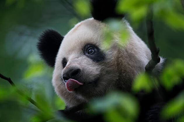 Giant Panda (Ailuropoda melanoleuca) in tree, with tongue out, captive, China  1559528 IngoxArndt