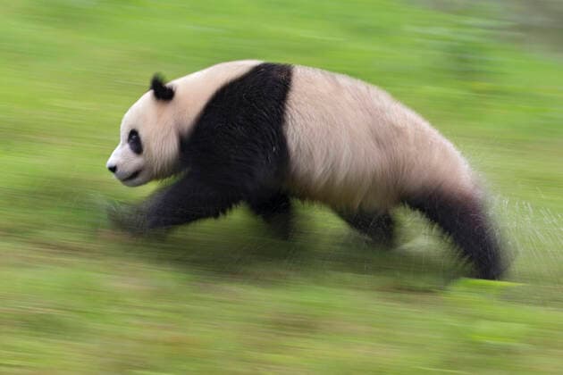 Giant Panda (Ailuropoda melanoleuca) running, captive, China  1559535 IngoxArndt