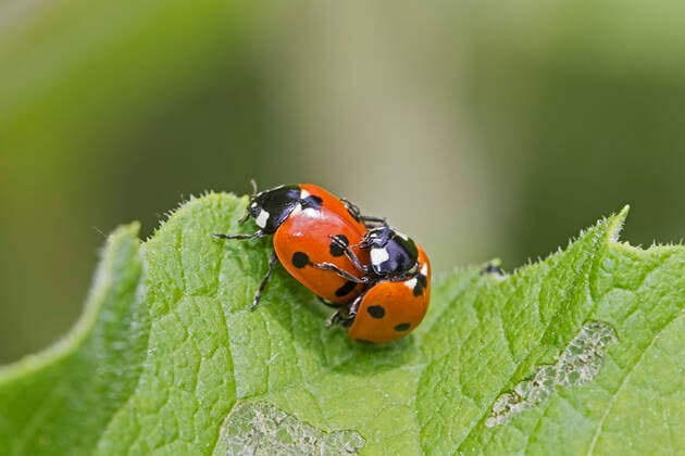 Seven spot ladybirds (Coccinella septempunctata) male female mating pair, Warwick Gardens, Peckham, London, UK June  1559560 RodxWilliams
