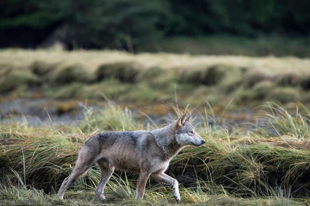 Coastal grey wolf (Canis lupus) genetically distinct from other Grey wolves, Sacred Sites of the Gitga at Nation, Great Bear Rainforest, British Columbia, Canada  1559736 DocxWhite