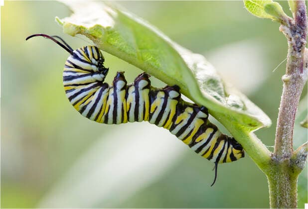 Unsere Erde: Natur, Tiere, Artenschutz, Seltene Tierarten Monarch butterfly caterpillar (Danaus plexippus) Philadelphia, USA September  1559738 DougxWechsler