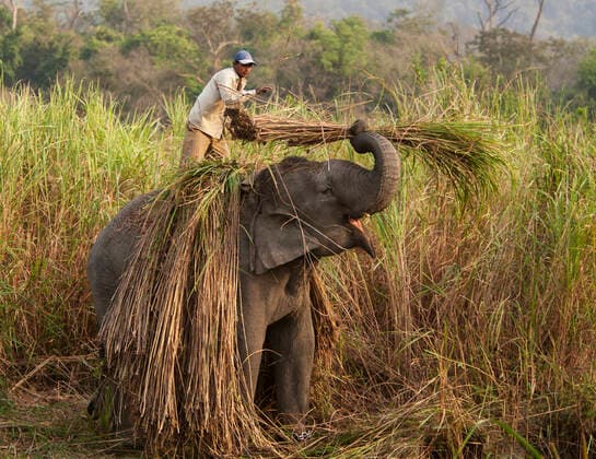 Domesticated Asian elephant (Elephas maximas) working with man to harvest reeds, Kaziranga National Park Assam India Mar 2009  1559855 SharonxHeald