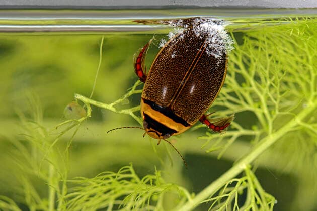 Diving beetle (Graphoderus cinereus) with Ciliates, Moccas Park, National Nature Reserve, Herefordshire, England, UK. Vulnerable species.  1561378 WillxWatson