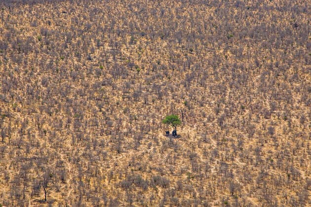 Aerial view of African elephants (Loxodonta africana) looking for the shade under trees on a very hot day, Northern Botswana.  1561559 ChristophexCourteau