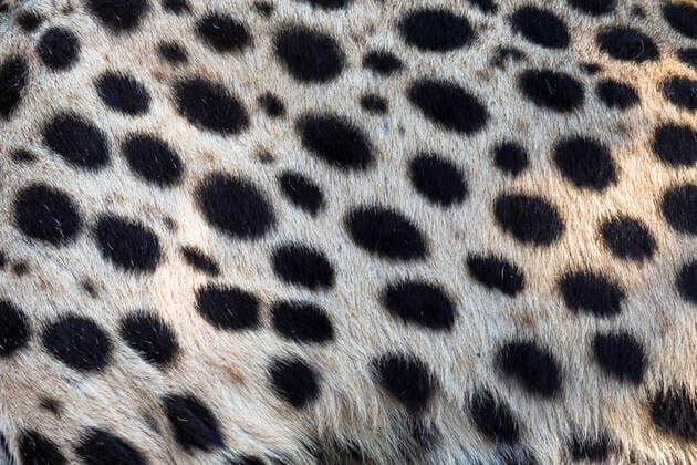 Cheetah (Acinonyx jubatus) close up of animal skin, South Africa  1561724 ChristophexCourteau