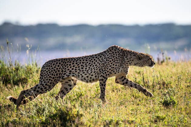 Cheetah (Acinonyx jubatus) female starting to stalk prey, Ndutu, Ngorongoro Conservation Area, Tanzania.  1561748 ChristophexCourteau