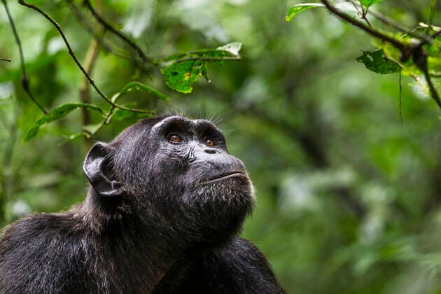 Unsere Erde: Natur, Tiere, Artenschutz, Seltene Tierarten Chimpanzee (Pan troglodytes schweinfurthi) face portrait, Kibale National Park, Uganda  1561771 ChristophexCourteau